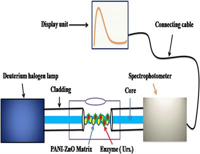 PANI-ZnO Cladding-Modified Optical Fiber Biosensor for Urea Sensing Based on Evanescent Wave Absorption